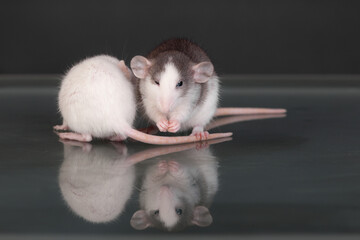 baby rats on a glass table