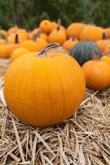 Collection de citrouilles dans un champ de paille
