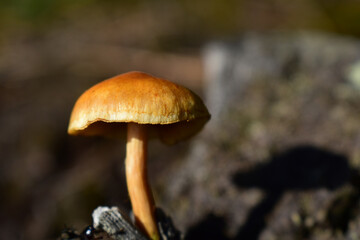 Kleiner, brauner, gelber Pilz im Herbst auf Holz, Pilzesammeln als alternative Ernährung