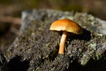 Kleiner, brauner, gelber Pilz im Herbst auf Holz, Pilzesammeln als alternative Ernährung