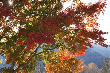 日本の紅葉
