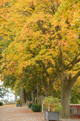 scenic view of beautiful path in the park surrounded with colorful trees in yellow, green and orange on an October day in Autumn at Lake Constance in Germany