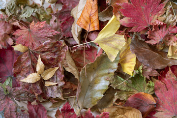 fallen leaves on the ground in autumn