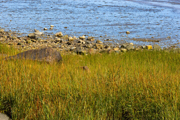 Plymouth Harbor Massachusetts, United States, close up of plants along the shoreline at low tide.