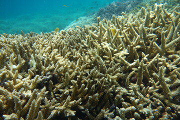 Naklejka na ściany i meble 鳩間島のサンゴ礁