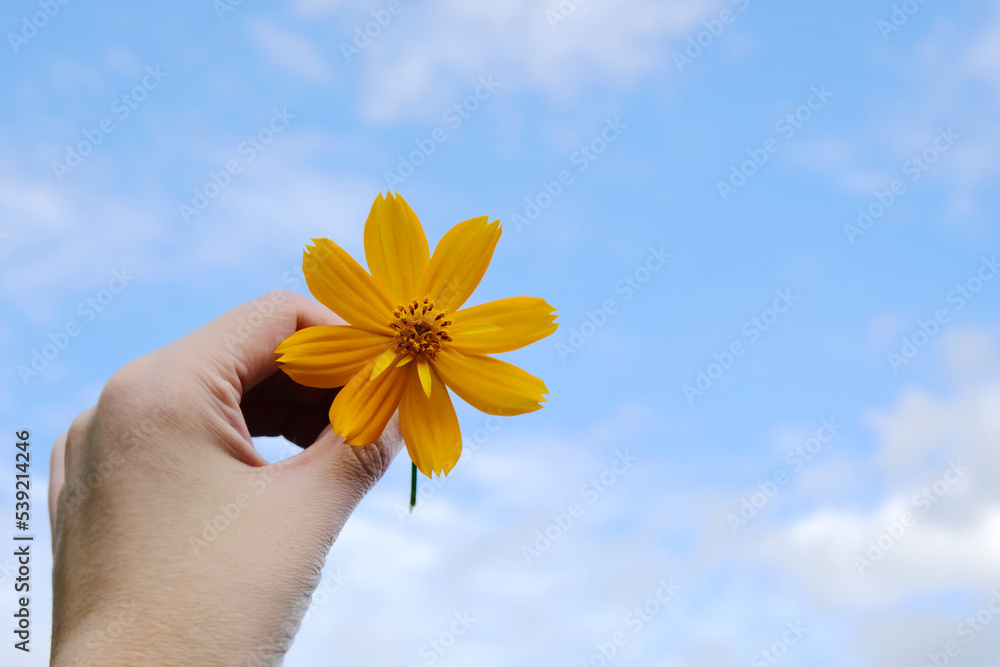 Wall mural bright yellow cosmos flower in woman hand with blue sky background.