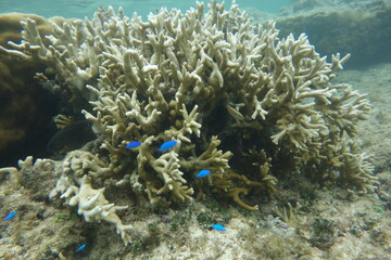 Fototapeta na wymiar 鳩間島のサンゴ礁