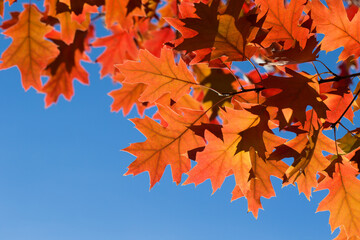autumn leaves on sky