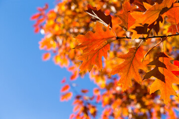 Autumn leaves. Colorful foliage in the park. Fall season concept. maple leaves with blurry blue background.