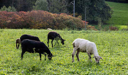 Fototapeta premium black and white sheep in field