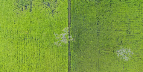 top view of the rice field.drone footage.Green ricefield texture background. Top view from drone.focus selection.