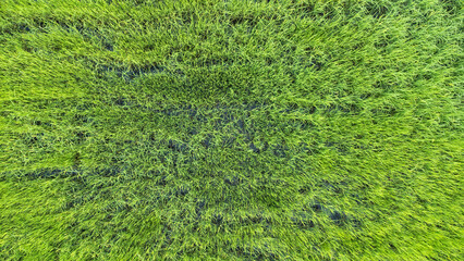 top view of the rice field.drone footage.Green ricefield texture background. Top view from drone.focus selection.