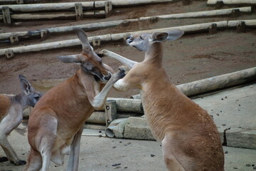 カンガルーの喧嘩