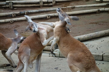 カンガルーの喧嘩