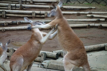 カンガルーの喧嘩