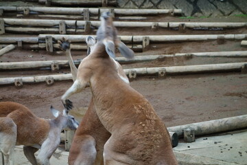 カンガルーの喧嘩