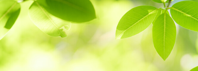 Nature of green leaf in garden. Natural green leaves plants using background cover page environment ecology or greenery wallpaper