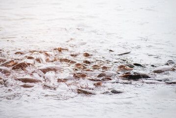 Large groups of freshwater fish gather on the surface of the water.