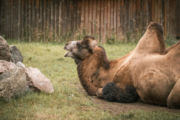 Big Bactrian camel with two humps on its back lying on the grass in a zoo