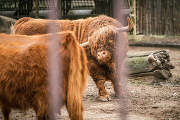 Brown scottish highland cow with big horns and long fur. Big bull on a farm