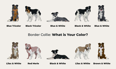 Border Collie drawing. Cute dog characters in various poses, designs for prints adorable and cute cartoon vector sets, in different poses. All popular colors. Collie collection, black and white.