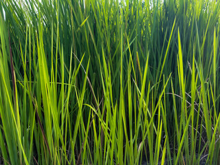 Concept, shot with a grass background.