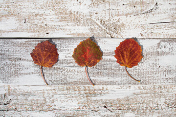 deski i liście 1 background © MiriamArt Studio