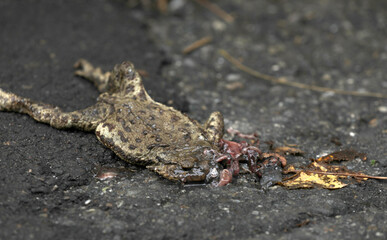 Dead roadkill toad on a road