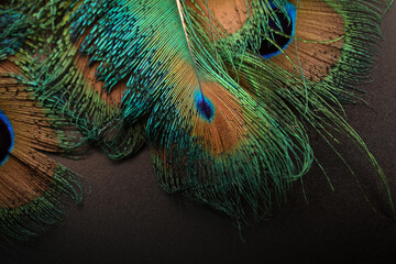 Peacock feather isolated on black background. Peafowl feather. Beautiful and colorful bird feather texture abstract pattern background wallpaper. Amazing background. Natural background. 