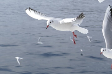 空飛ぶカモメたち