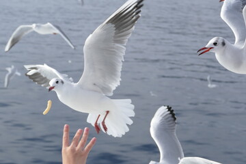 餌を追うカモメ