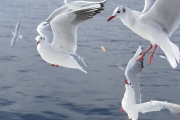 カモメへのエサやり