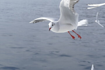 空飛ぶカモメたち
