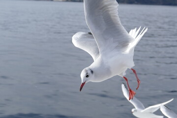 空飛ぶカモメたち