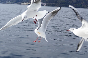 空飛ぶカモメたち