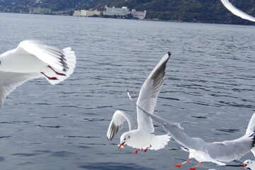 空飛ぶカモメたち