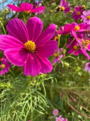 Obraz premium 咲き誇るコスモス