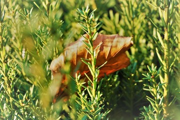 Braunes Laubblatt in grünem Nadelbusch bei Sonne am Abend im Herbst