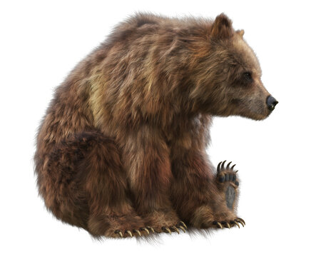 Large brown bear transparent PNG overlay. 3d rendering