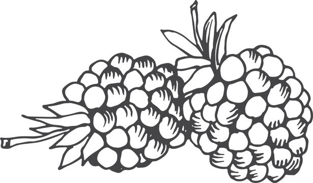 Hand drawn blackberry icon. Sweet fresh berry