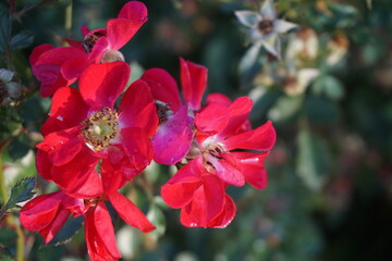 Rote Rosen mit Regentropfen im Garten bei Sonne am Nachmittag im Herbst