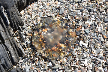 Dead Jellyfish on a Gravel Stone Beach