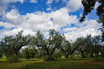 Overview on a field of olive trees in Maremma Bolgheri Tuscany Italy