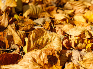 Autumn leaves are scattered everywhere as a backdrop