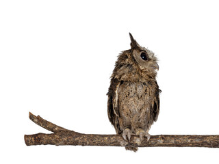 Naklejka premium Cute brown Indian Scops owl aka Otus bakkamoena, sitting on branch. Looking side ways away from camera. Isolated on a white background. Ears up.
