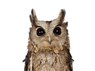 Head shot shot of feathers from an Indian Scops owl aka Otus bakkamoena, looking straight to camera. Isolated on a white background. Ears down. background. Ears up.