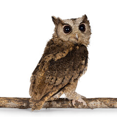 Cute brown Indian Scops owl aka Otus bakkamoena, sitting backwards on branch. Looking over shoulder towards camera. Isolated on a white background.