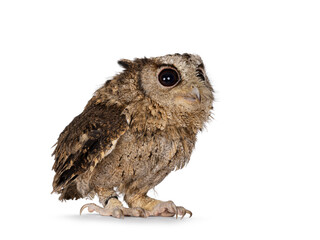 Cute brown Indian Scops owl aka Otus bakkamoena, sitting side ways ready to fly off. Looking up and away from camera. Isolated on a white background. Ears down.