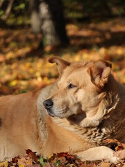 Closeup portrait of ginger dog in autumn park