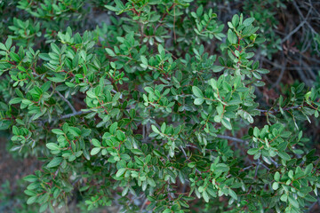 Close up showing leaves on a hedge. Green leaves foliage. Green bush in a tropical climate